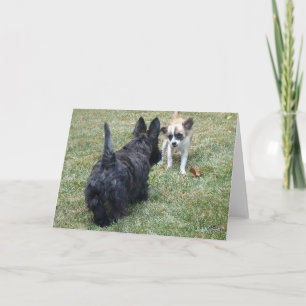 Happy Scottish Terrier & Friend Card