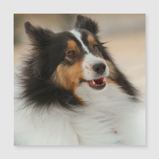 Happy Shelty (Front)