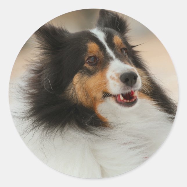 Happy shelty classic round sticker (Front)