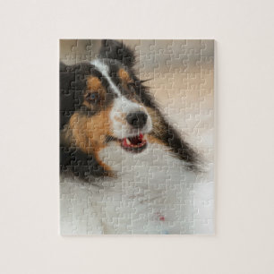 Happy shelty jigsaw puzzle