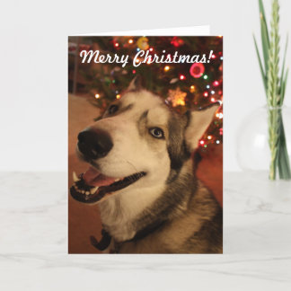 Happy Siberian Husky Christmas Card