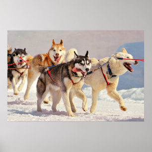 Happy Sled Dogs Marching On with Tongues Out Poster