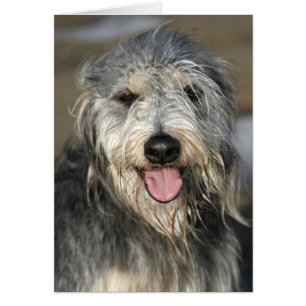 Happy smiling dog