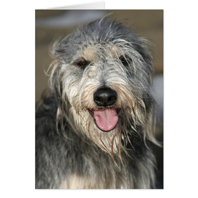 Happy smiling dog (Front)