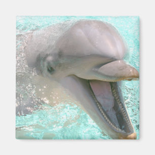 Happy Smiling Dolphin Magnet