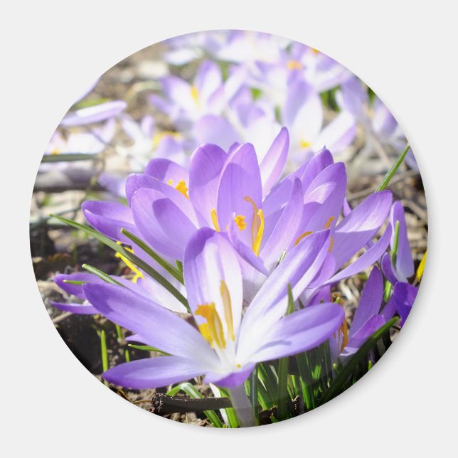 Happy Spring Crocus Magnet (Front)