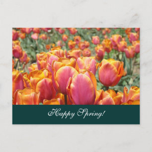 Happy Spring! postcards Colourful Tulip Flower