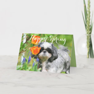 Happy Spring Shih Tzu Girl Greeting Card