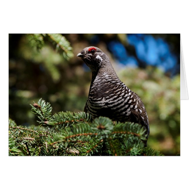 Happy Spruce Grouse (Front Horizontal)