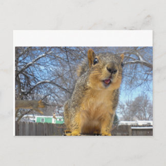 Happy Squirell Postcard