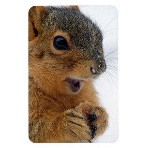 Happy Squirrel Magnet