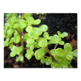 Happy Stonecrop Photo Print