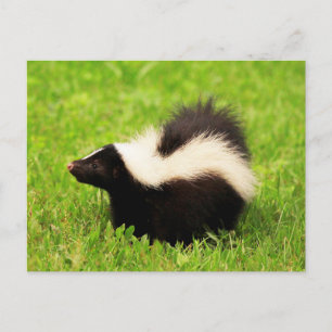Happy Striped Skunk Postcard