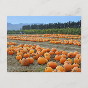 Happy Thanksgiving, Harvest, Fall Holiday Postcard