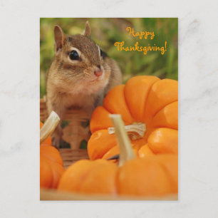 Happy Thanksgiving Little Chipmunk Postcard