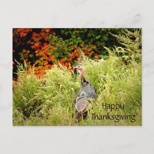 Happy Thanksgiving Wild Turkey Fall Leaves Postcard (Front)