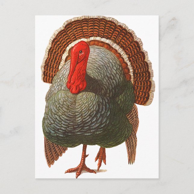 Happy Turkey Day Vintage Turkey Postcard (Front)