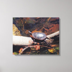 Happy Turtle Canvas Print