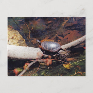 Happy Turtle Postcard