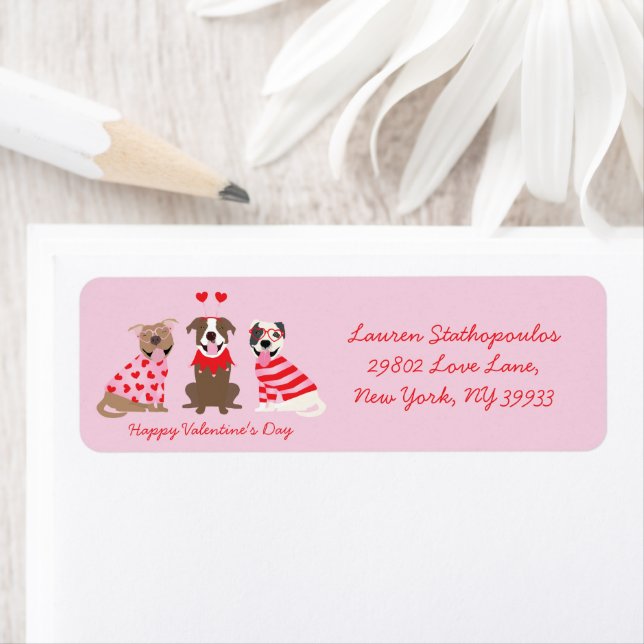 Happy Valentines Day American Pit Bull Terriers (Insitu)