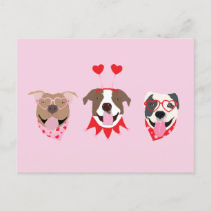 Happy Valentines Day American Pit Bull Terriers Postcard