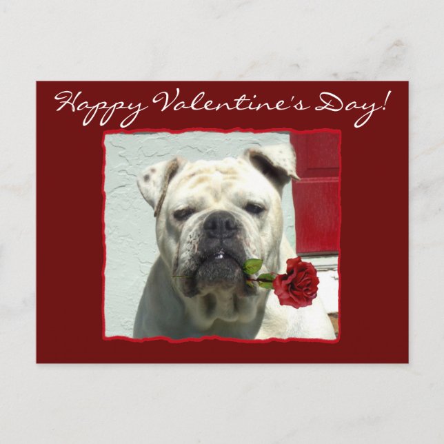 Happy Valentine's Day Bulldog postcard (Front)