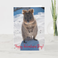 Happy Valentine's Day Cute Quokka on the Beach