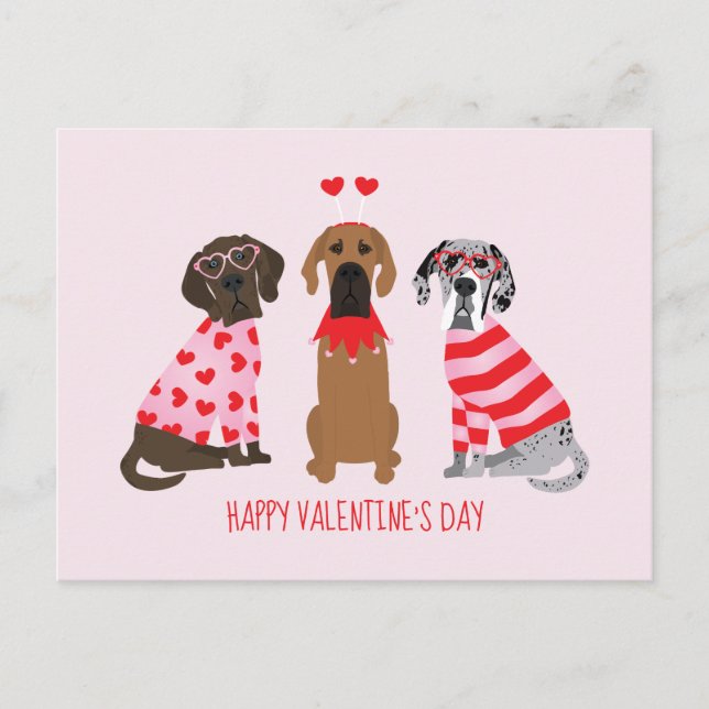 Happy Valentines Day Great Dane Dogs Postcard (Front)