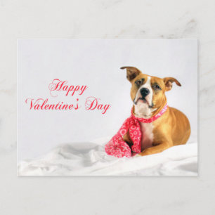 Happy Valentine's Day Pitbull Puppy Holiday Postcard