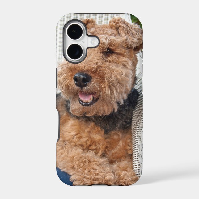 happy Welsh Terrier (Back)
