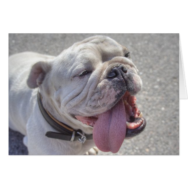 Happy White Bulldog (Front Horizontal)