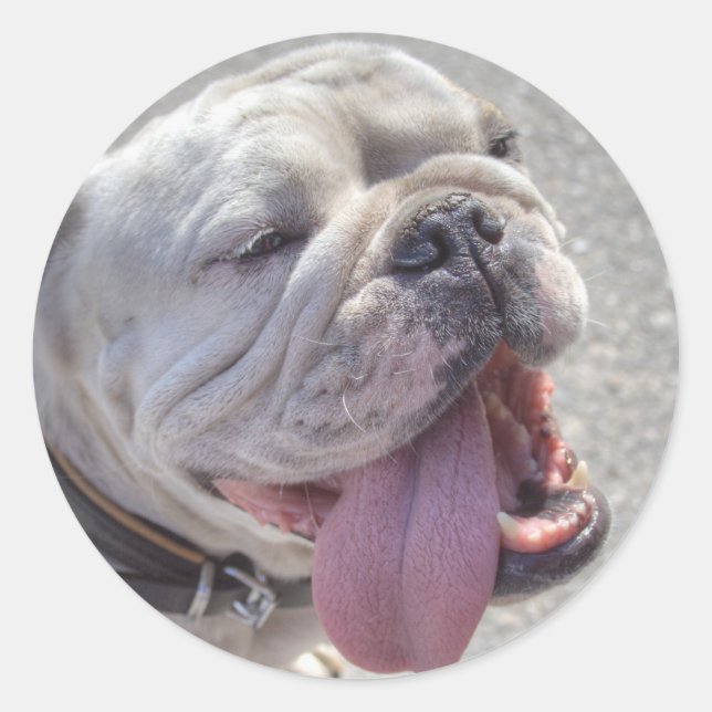 Happy White Bulldog Classic Round Sticker (Front)