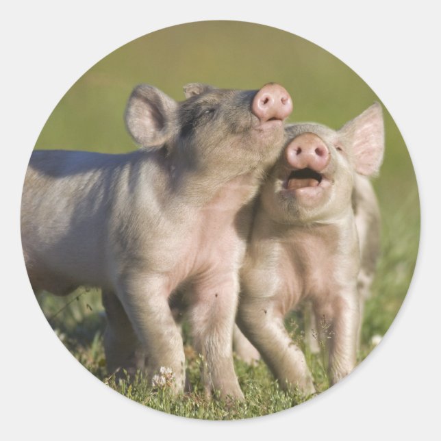 Happy White Piglets Romping in Field Classic Round Sticker (Front)