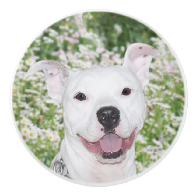 Happy white pitbull terrier ceramic knob (Front)