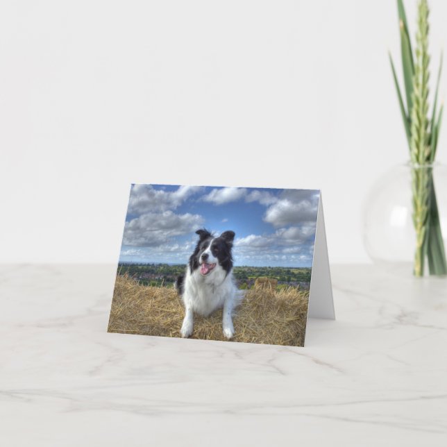 Happy WoofDay! Sunshine Summer Collie Dog Card (Front)