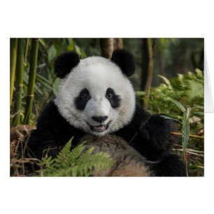 Happy young panda, China