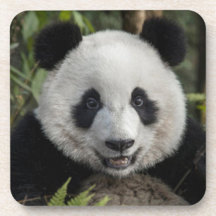 Happy young panda, China Coaster