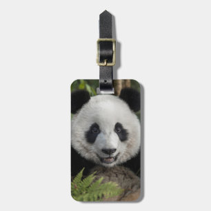 Happy young panda, China Luggage Tag