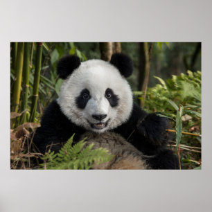Happy young panda, China Poster