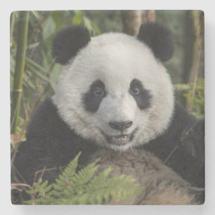 Happy young panda, China Stone Coaster