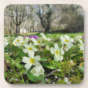 Harbinger of Spring Coaster