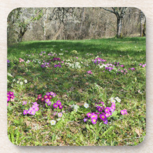 Harbinger of Spring Coaster