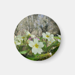 Harbinger of Spring Magnet
