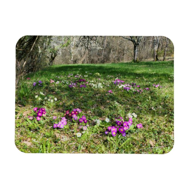 Harbinger of Spring  Magnet (Horizontal)