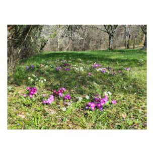 Harbinger of Spring Photo Print