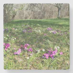 Harbinger of Spring Stone Coaster