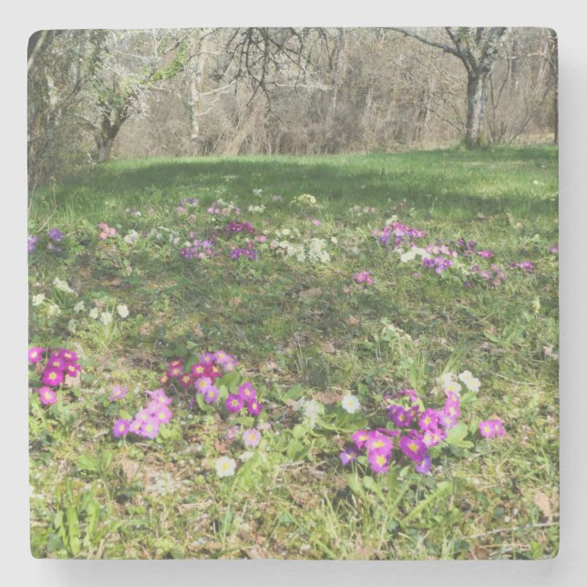 Harbinger of Spring  Stone Coaster (Front)