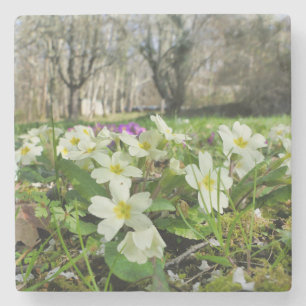 Harbinger of Spring  Stone Coaster