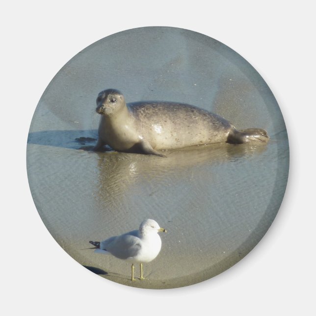 Harbor Seal at La Jolla California Magnet (Front)