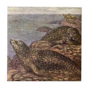 Harbor Seals, Vintage Marine Life Ocean Animals Tile